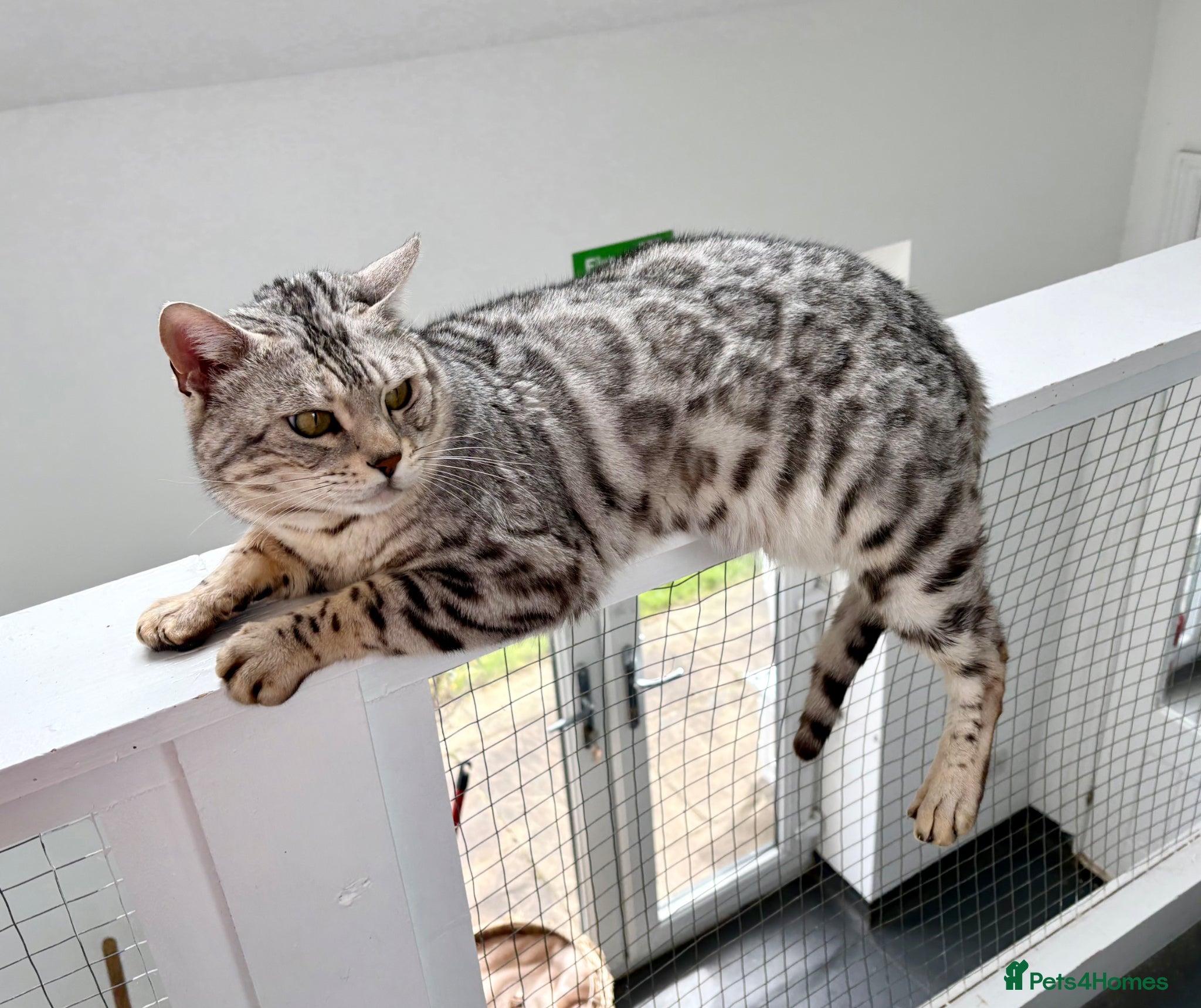 Bengal cats Outstanding ACTIVE Silver rosetted Bengal boy  - Advert 15