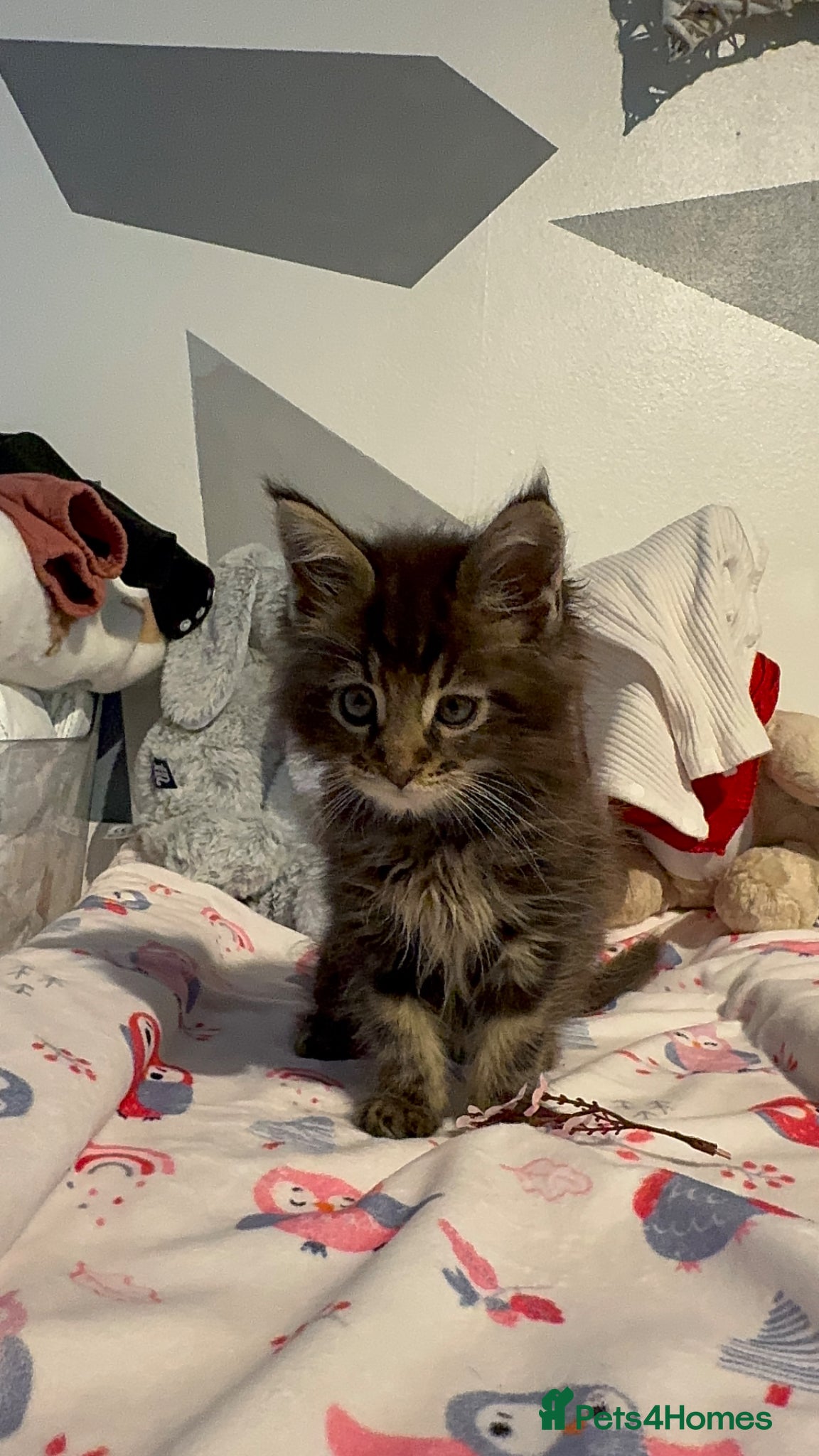 Maine Coon cats for sale: 4 full Maine Coon for sale  - Advert 5