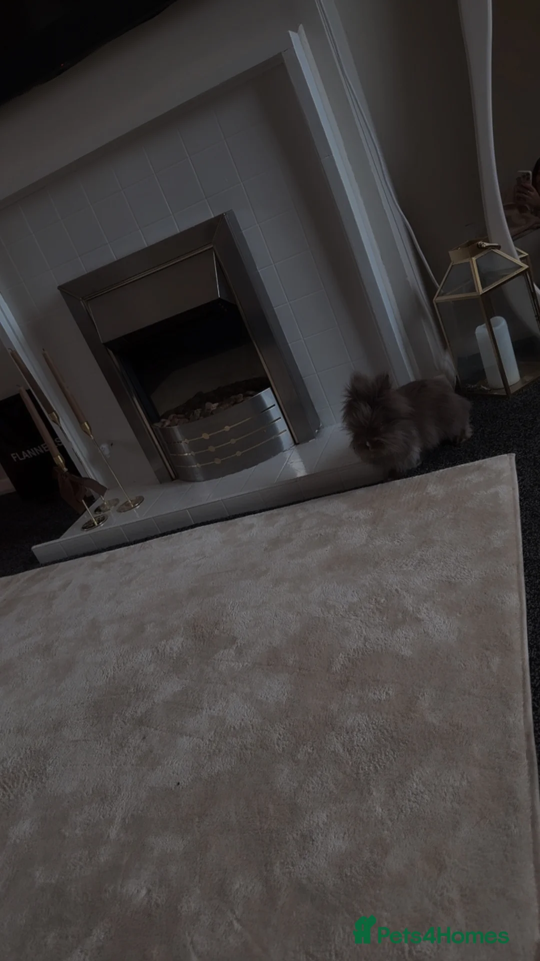 Angora rabbits for sale: Baby angora - Advert 7