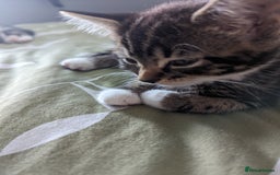 Domestic Shorthair cats for sale: 4 beautiful kittens - Image 3