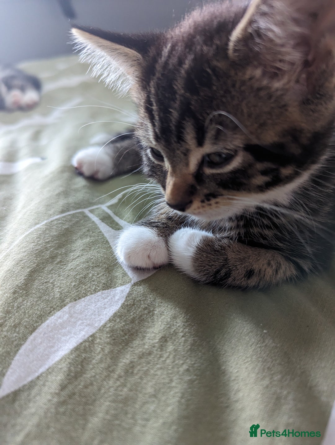 Domestic Shorthair cats for sale: 4 beautiful kittens - Image 3
