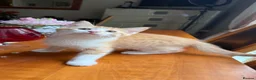 Mixed Breed cats for sale: Ginger Calico Tuxedo Kittens London-Richmond Sale - Advert 5