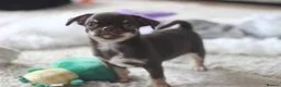 Chihuahua dogs for sale: OUTSTANDING QUALITY CHIHUAHUA PUPPIES 🐶🤎 - Advert 4