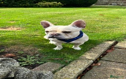 French Bulldog dogs for stud: 🔥 SIMBA 🔥 French Bulldog for Stud - Advert 7