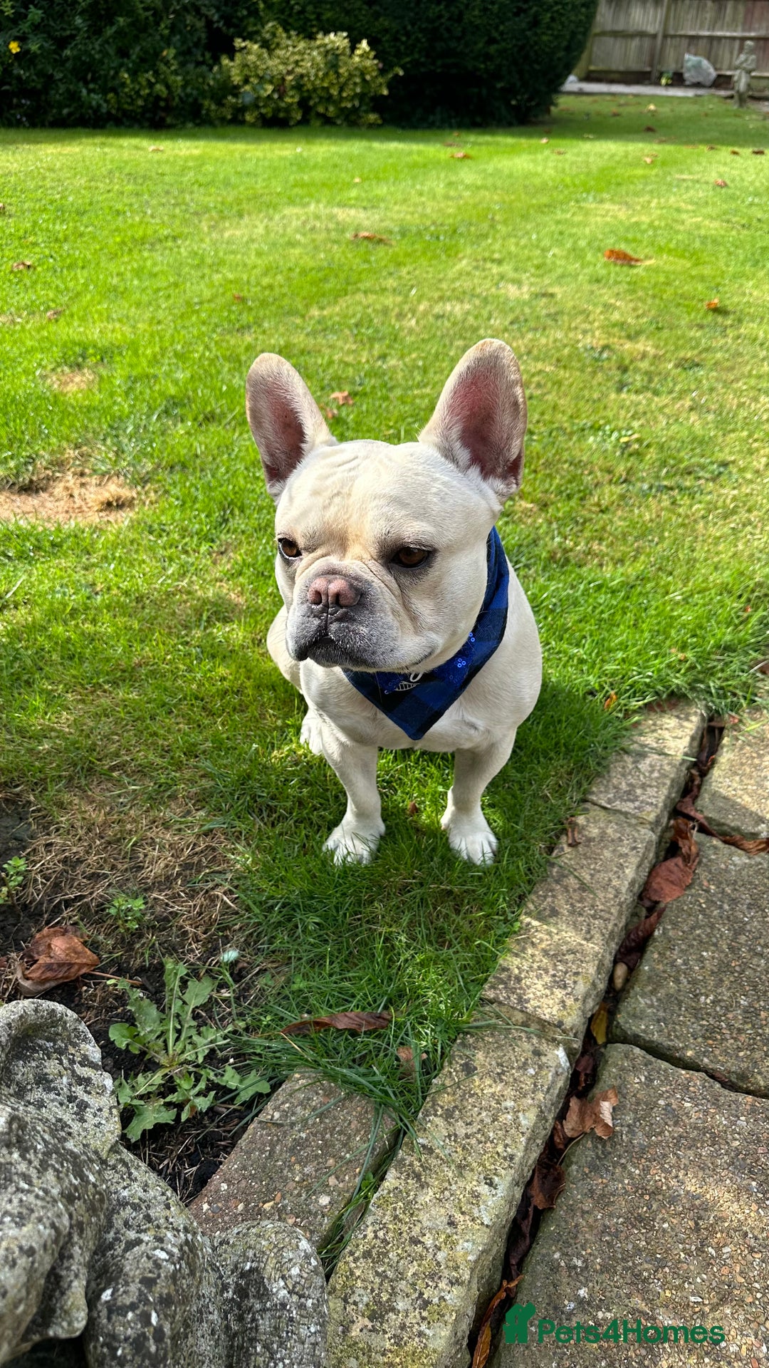 French Bulldog dogs for stud: 🔥 SIMBA 🔥 French Bulldog for Stud - Advert 7