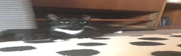 Mixed Breed cats for adoption: VIXEN - Advert 14