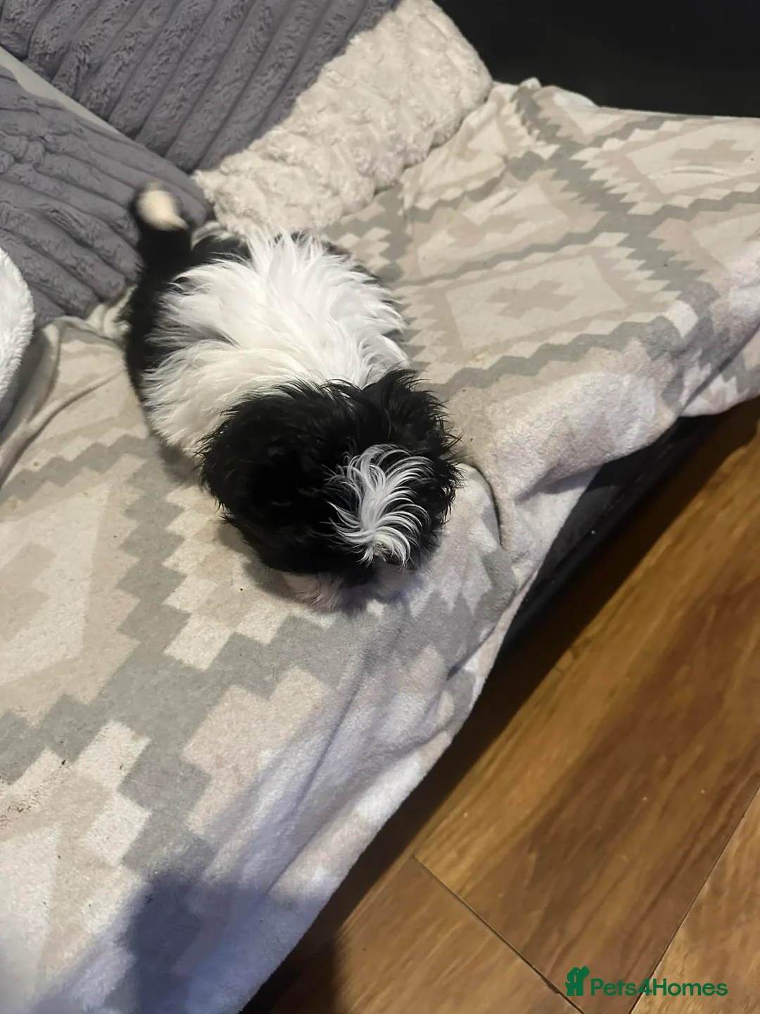 Shih Tzu dogs for sale: Shihtzu  - Advert 3