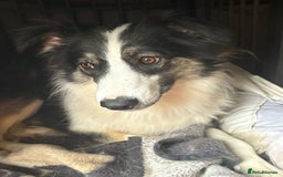Mixed Breed dogs for adoption: Fern  - Image 1