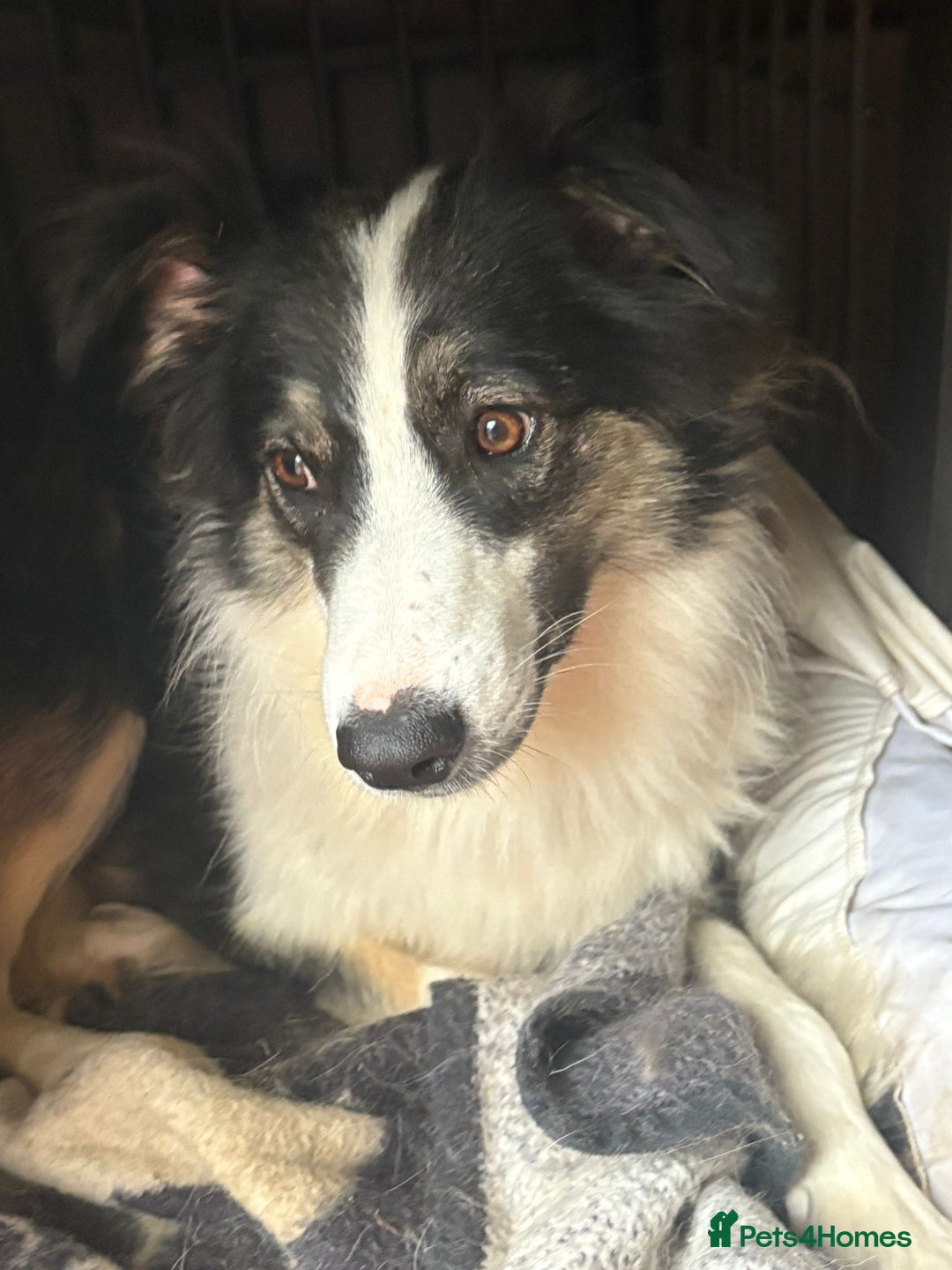 Mixed Breed dogs for adoption: Fern  - Image 1