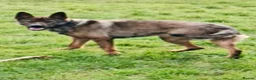 German Shepherd dogs for sale: German shepherd puppies for sale  - Advert 3