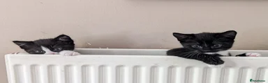 Mixed Breed Kitten 1