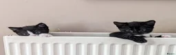 Mixed Breed cats for sale: Black and white kittens for sale - Advert 5