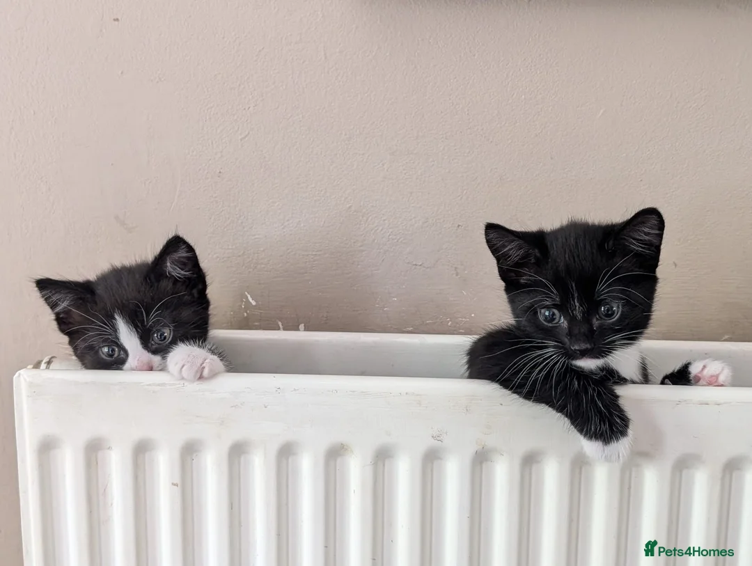 Mixed Breed cats for sale: Black and white kittens for sale - Advert 5