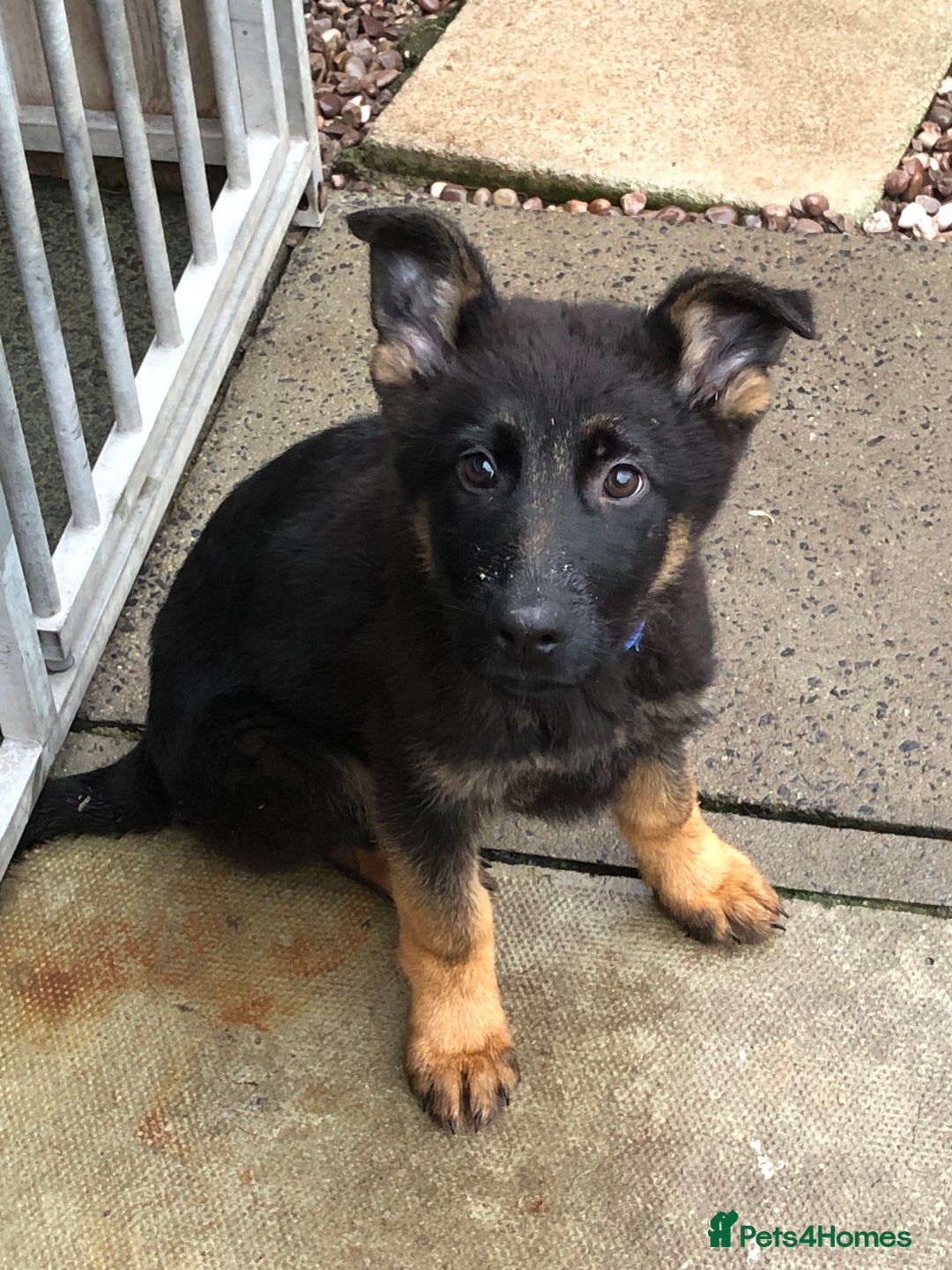 German Shepherd dogs for sale: German shepherd puppies READY NOW - Advert 4