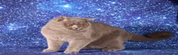 British Shorthair cats for sale: Retired British Shorthair/Longhaired females - Advert 5