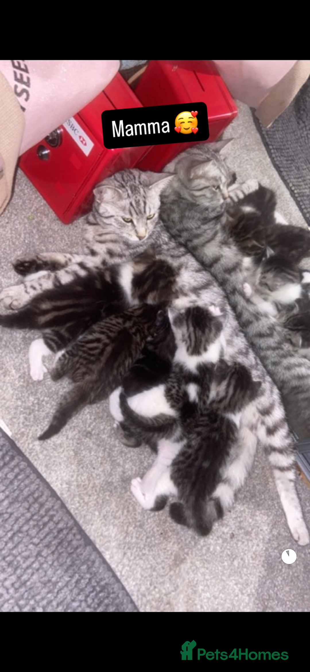 Bengal cats for sale: 4 x Beautiful Bengal Mixed Babies - Advert 2