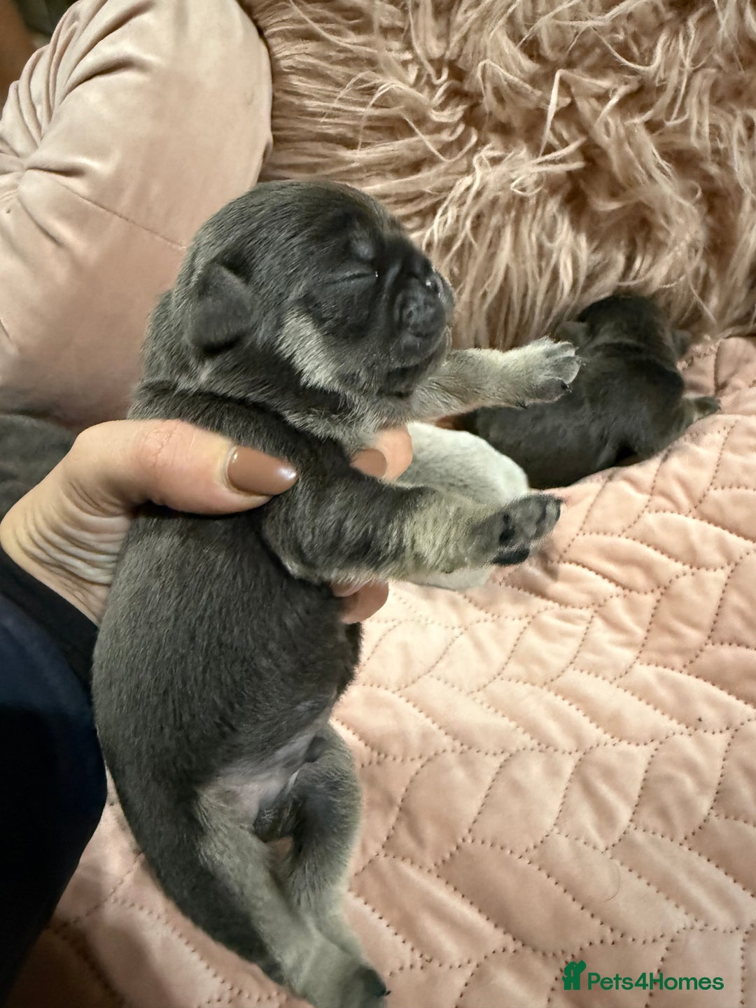 Pug dogs for sale: Rare coloured pug puppies available  - Advert 7