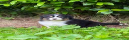Australian Shepherd dogs for sale: Australian shepherd Black Tri Puppy Female - Advert 8