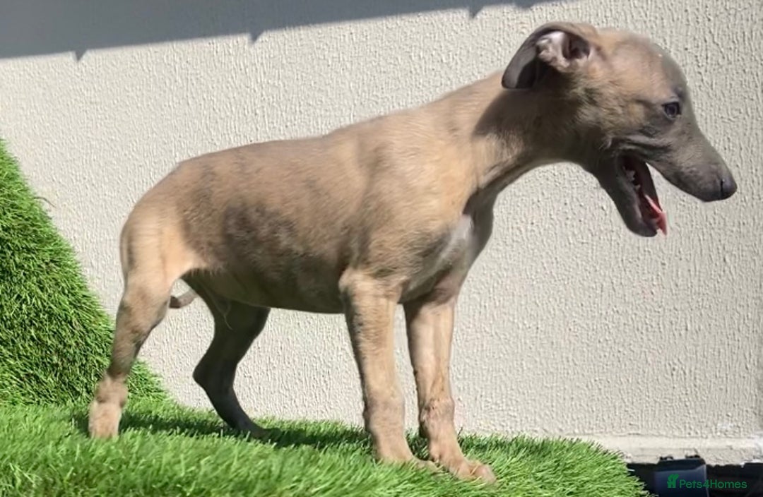 Whippet dogs for sale: Kc whippet pups  - Image 35