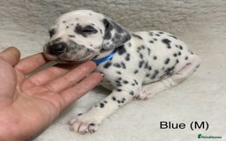 Dalmatian dogs for sale: Stunning KC dalmation puppies for sale! - Image 6