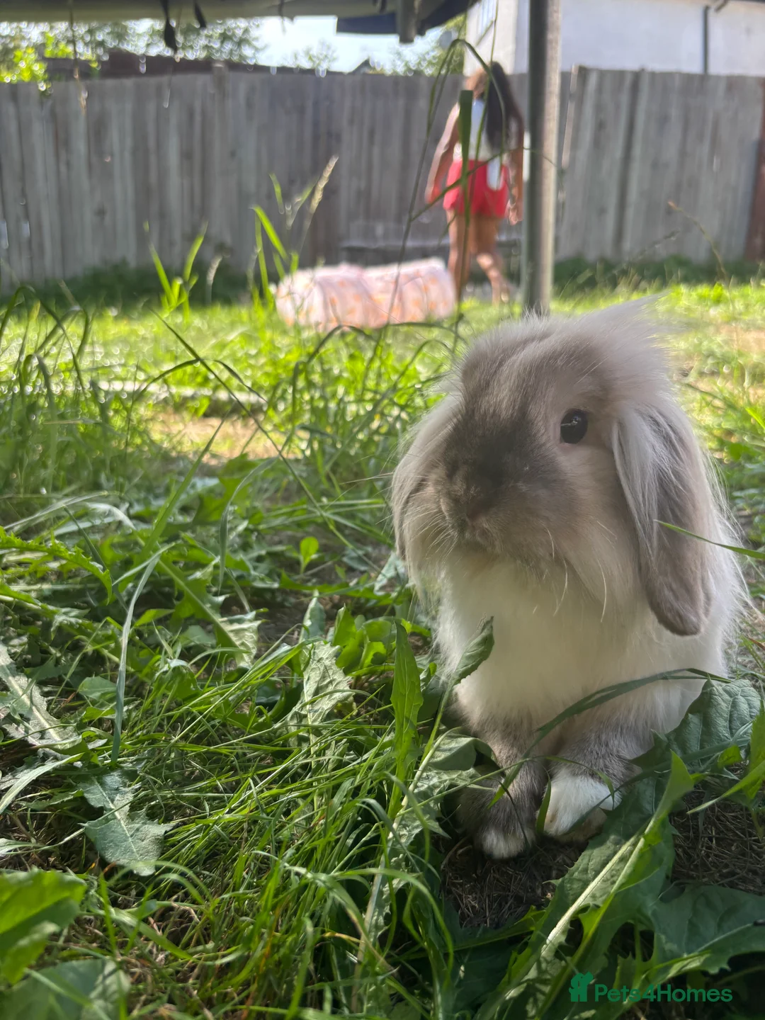 Netherland Dwarf rabbits for sale: Bonnie and Bailey Bonded pair  - Advert 3