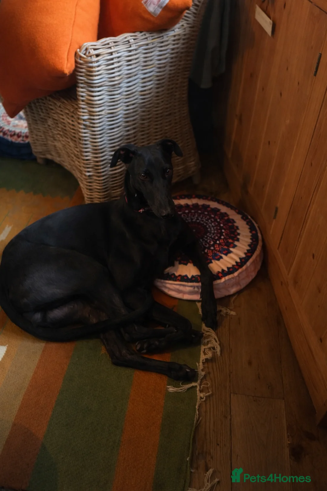 Greyhound dogs for sale: 4 y/o Gentle greyhound looking for pet free home - Advert 2