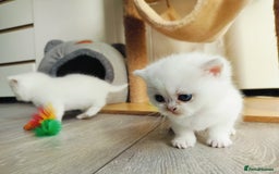 British Shorthair cats for sale: British shorthair kittens  - Image 14