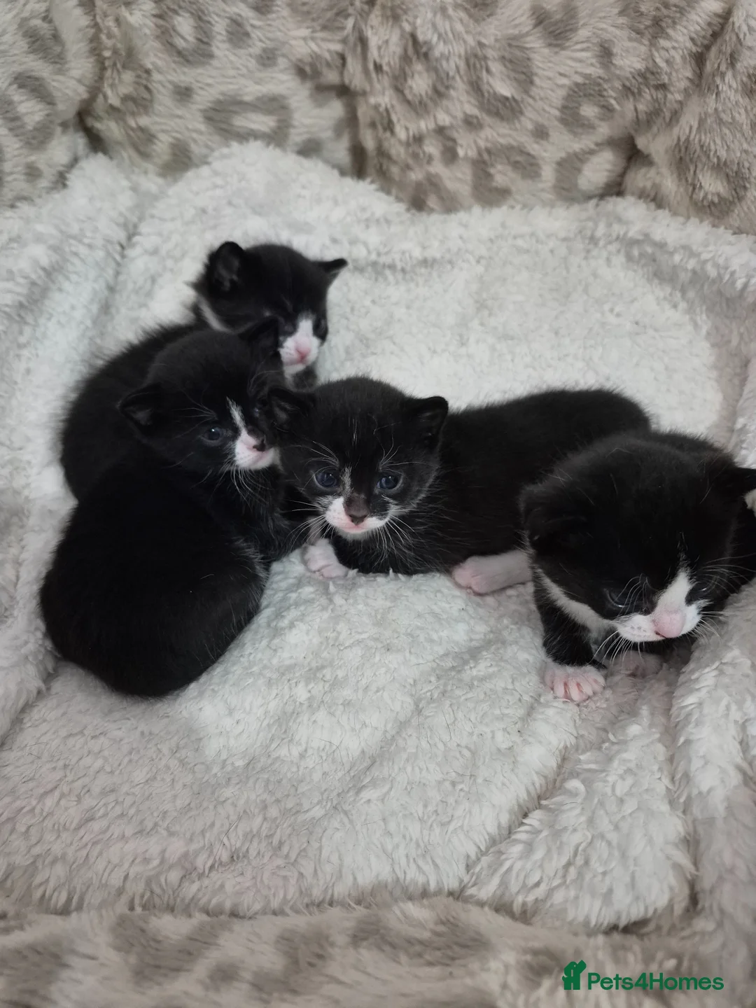 Mixed Breed cats for sale: Dolli's Little Mix  - Advert 2