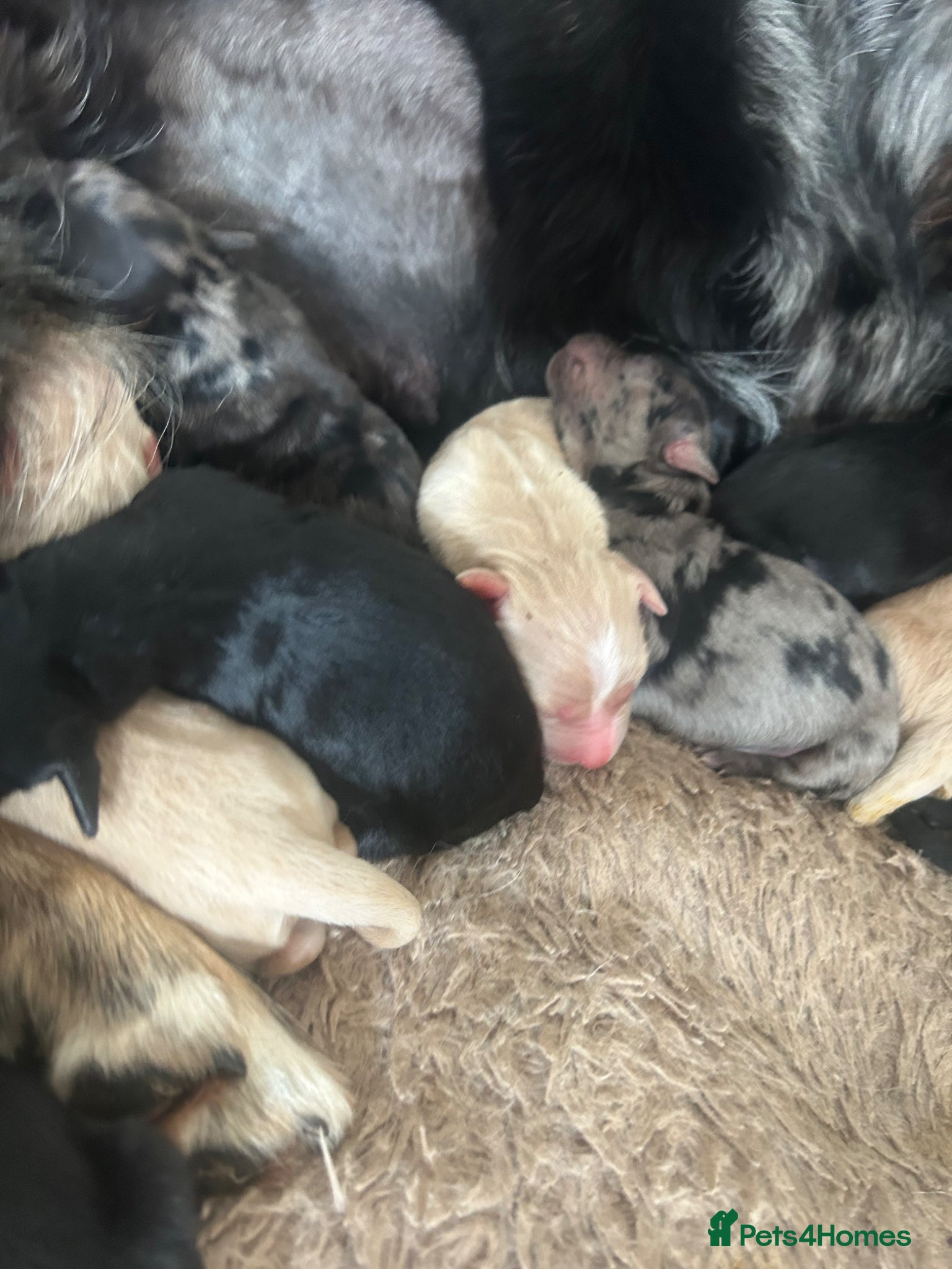 Mixed Breed dogs Coltriever puppy’s born. More info coming soon  - Advert 2