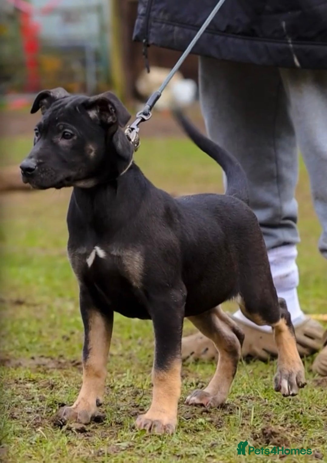 Mixed Breed dogs for sale: Beautiful Puppies– Ideal Family Companions 🐾 - Advert 5