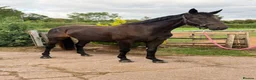 Irish Sports horses for sale: Stunning 3yo - The World Is Her Oyster  - Advert 3