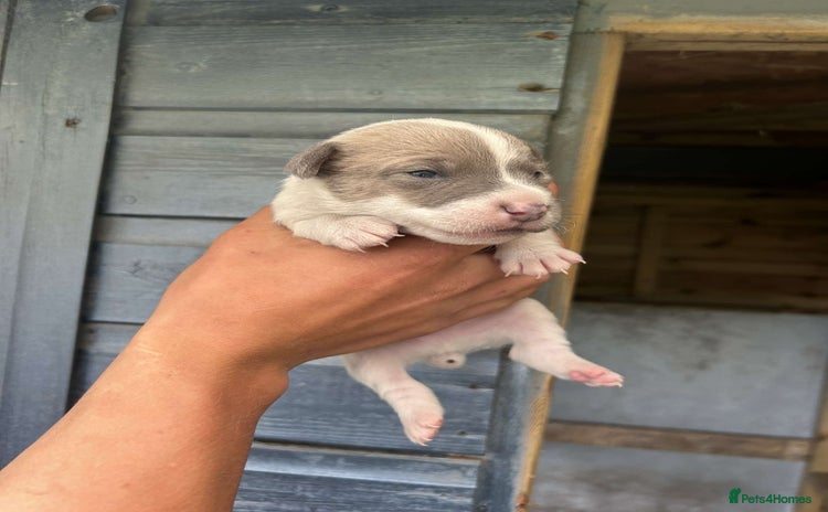 Jack Russell dogs - Advert 2