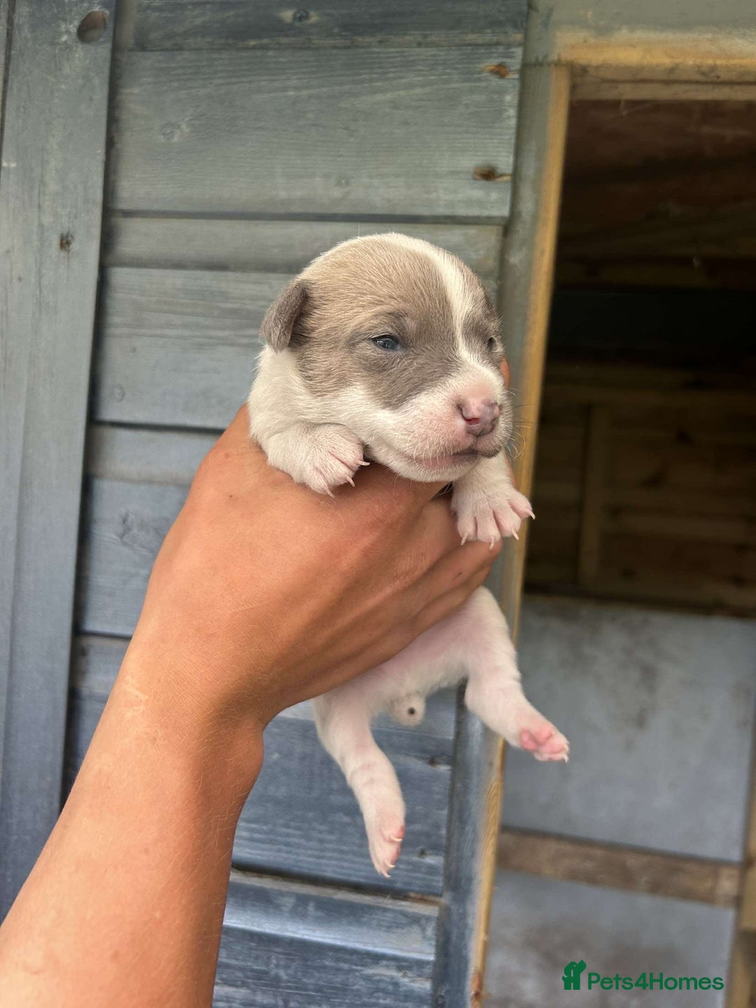 Jack Russell dogs for sale: 4 Jack Russel pups for sale  - Image 1
