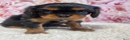 Cavalier King Charles Spaniel dogs for sale: Stunning Quality KC reg Health tested Cavaliers  - Advert 15