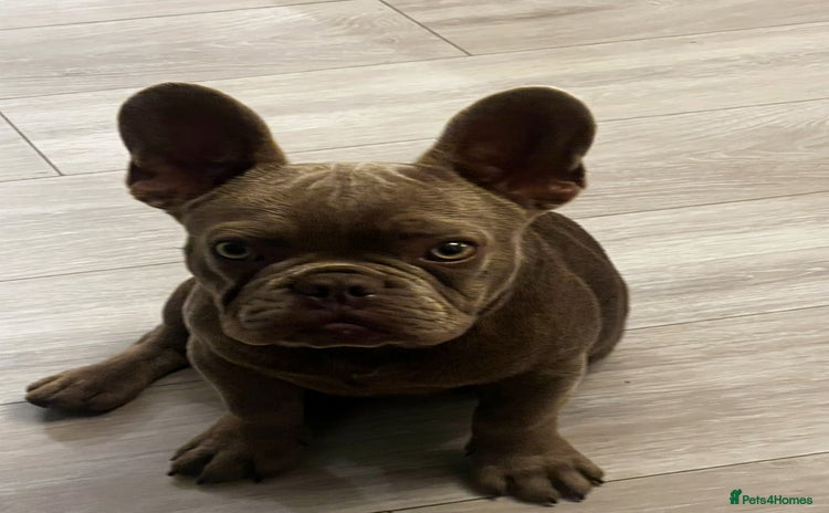 French Bulldog dogs - Advert 1