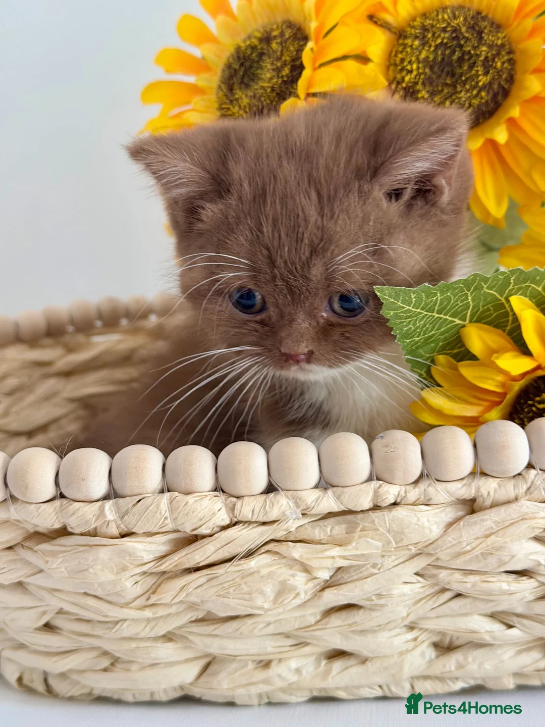 British Shorthair cats for sale: Show-quality. BSH. Cinnamon Bi-colour - Advert 7