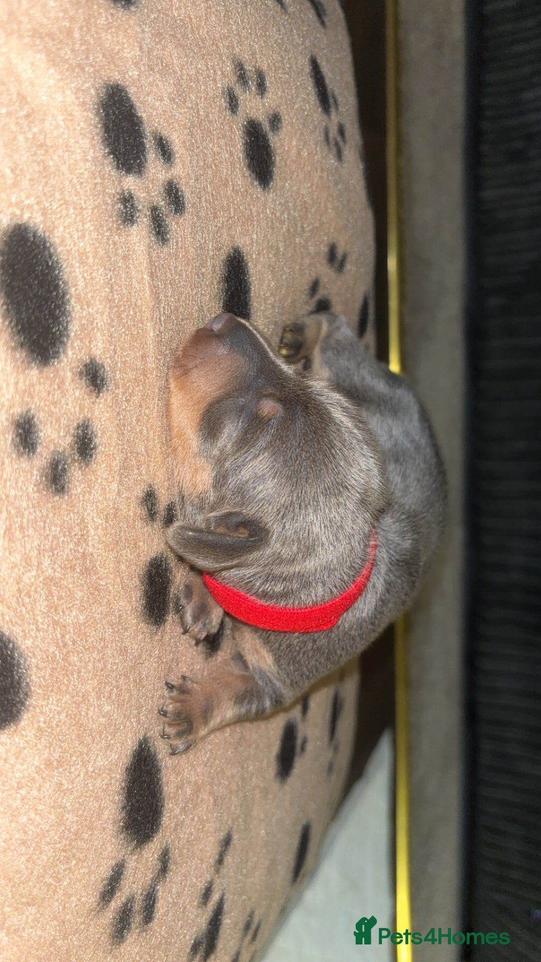 Miniature Dachshund dogs for sale: Blue & Tan Miniature Dachshund  - Advert 25