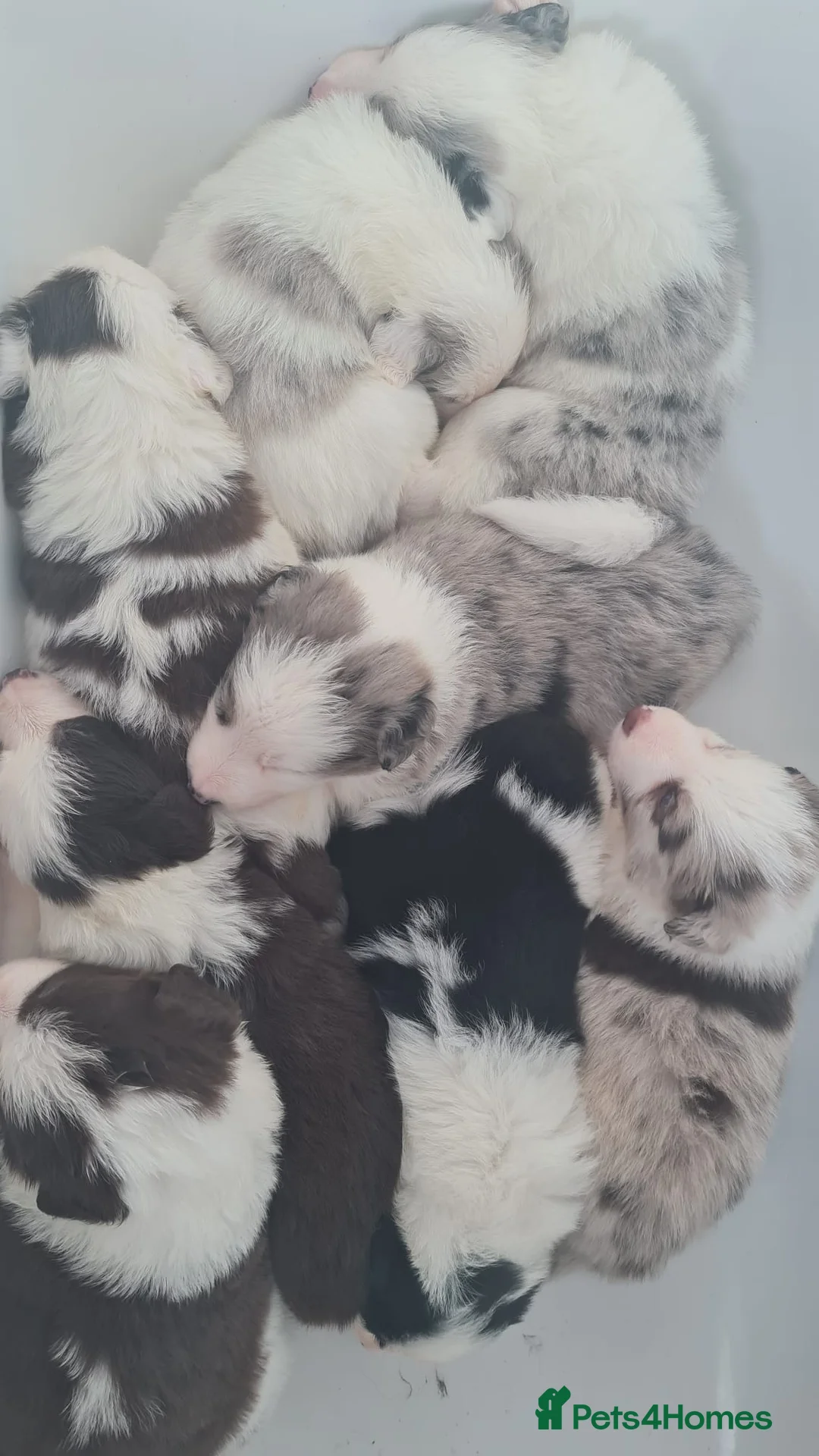 Border Collie dogs for stud: Proven tri blue Merle with two blue eyes in Darlington - Advert 8