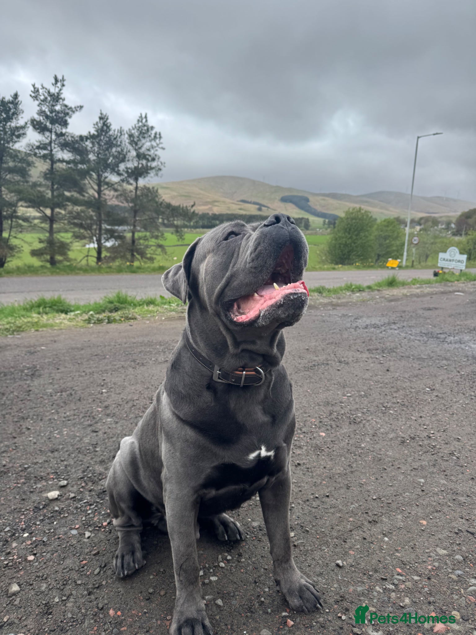 Cane Corso dogs PROVEN! Caesar the cane corso - Advert 15