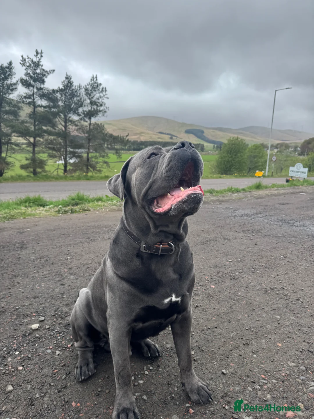 Cane Corso dogs for stud: PROVEN! Caesar the cane corso - Advert 1