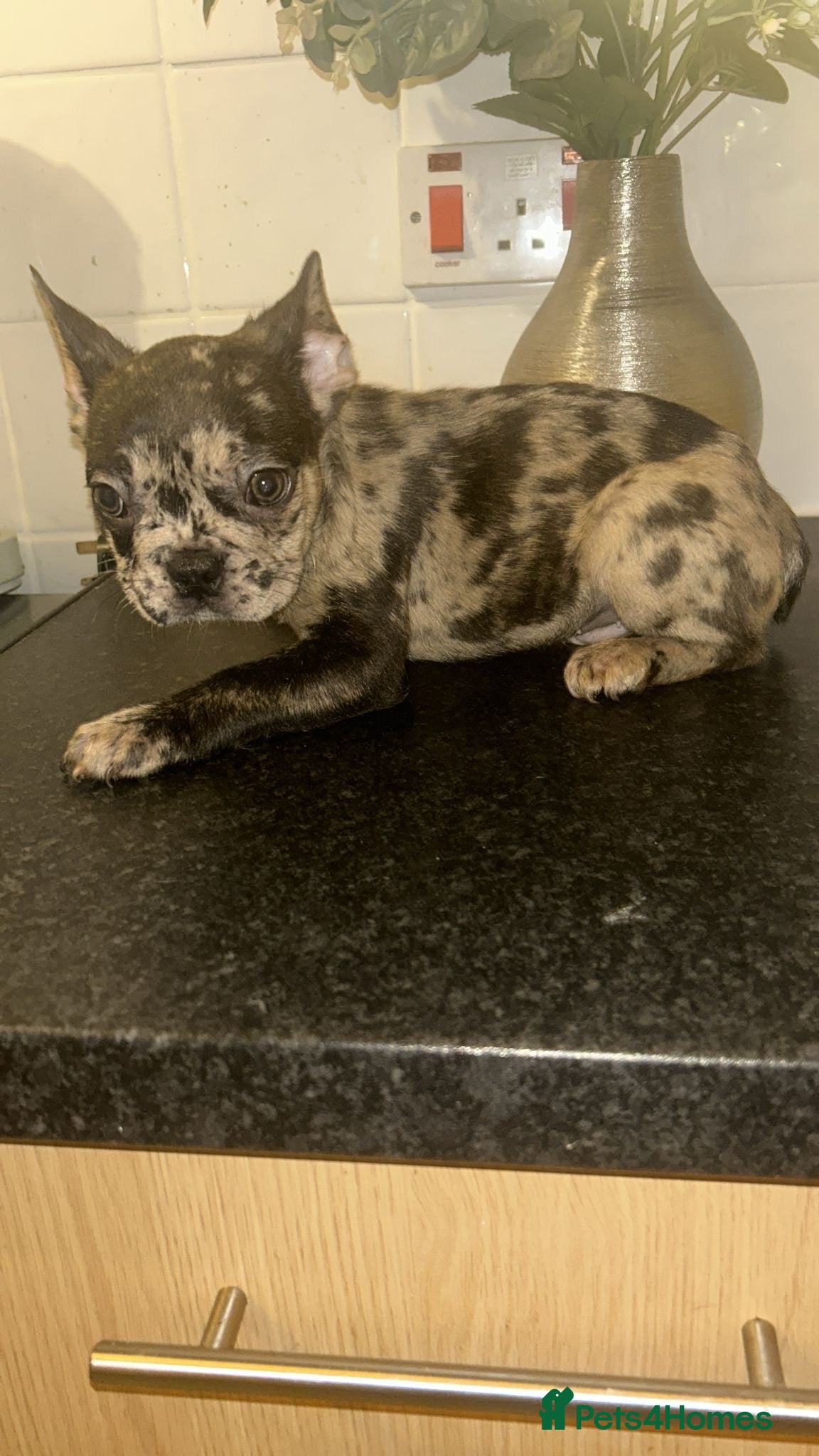 French Bulldog dogs Ready to leave - French Bulldog Puppies - Advert 5