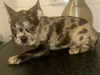French Bulldog dogs Ready to leave - French Bulldog Puppies - Advert 5