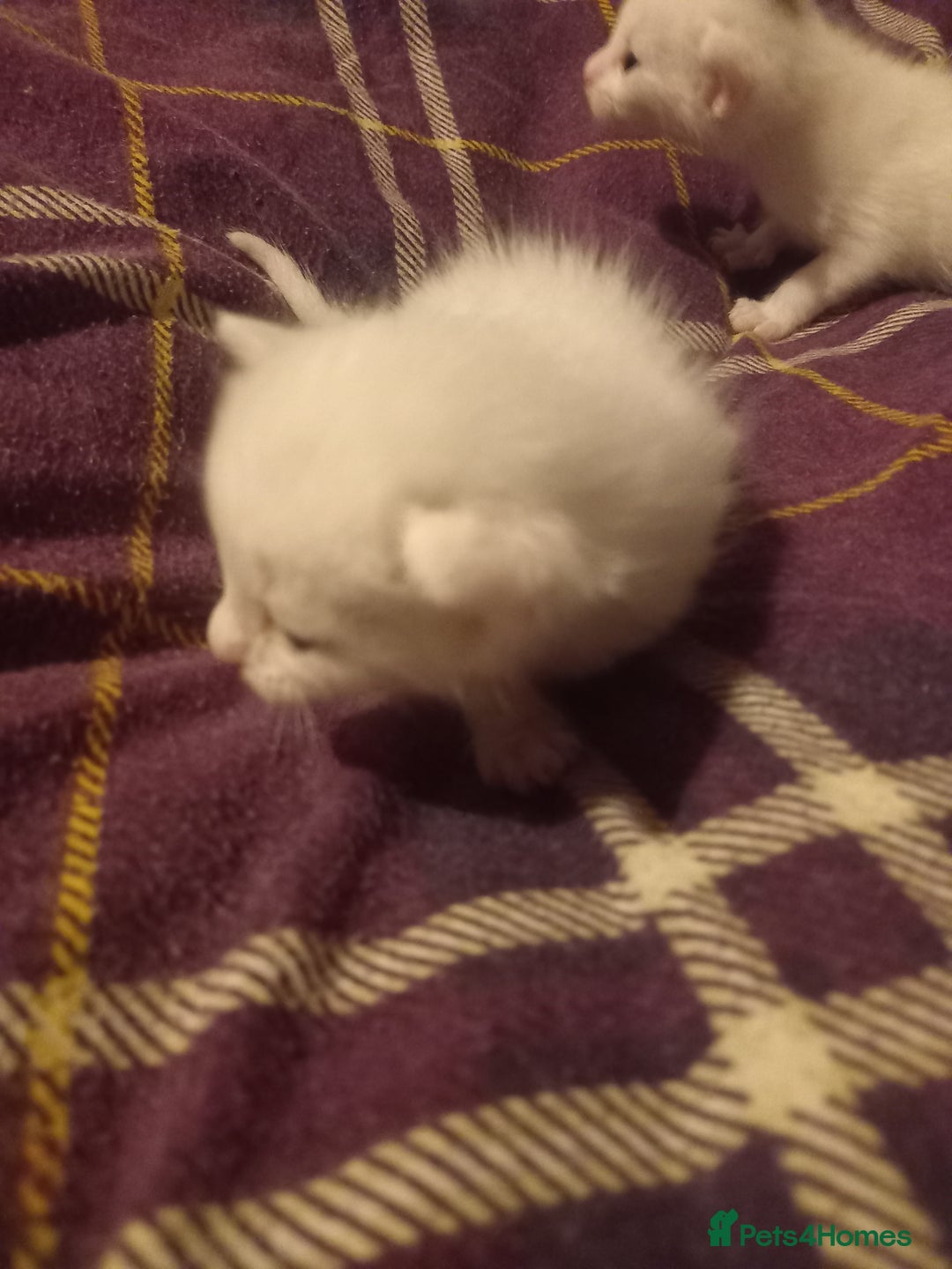 Bengal cats for sale: 7 week old kittens  - Image 1
