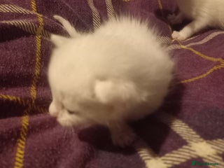 Bengal cats - Advert 36