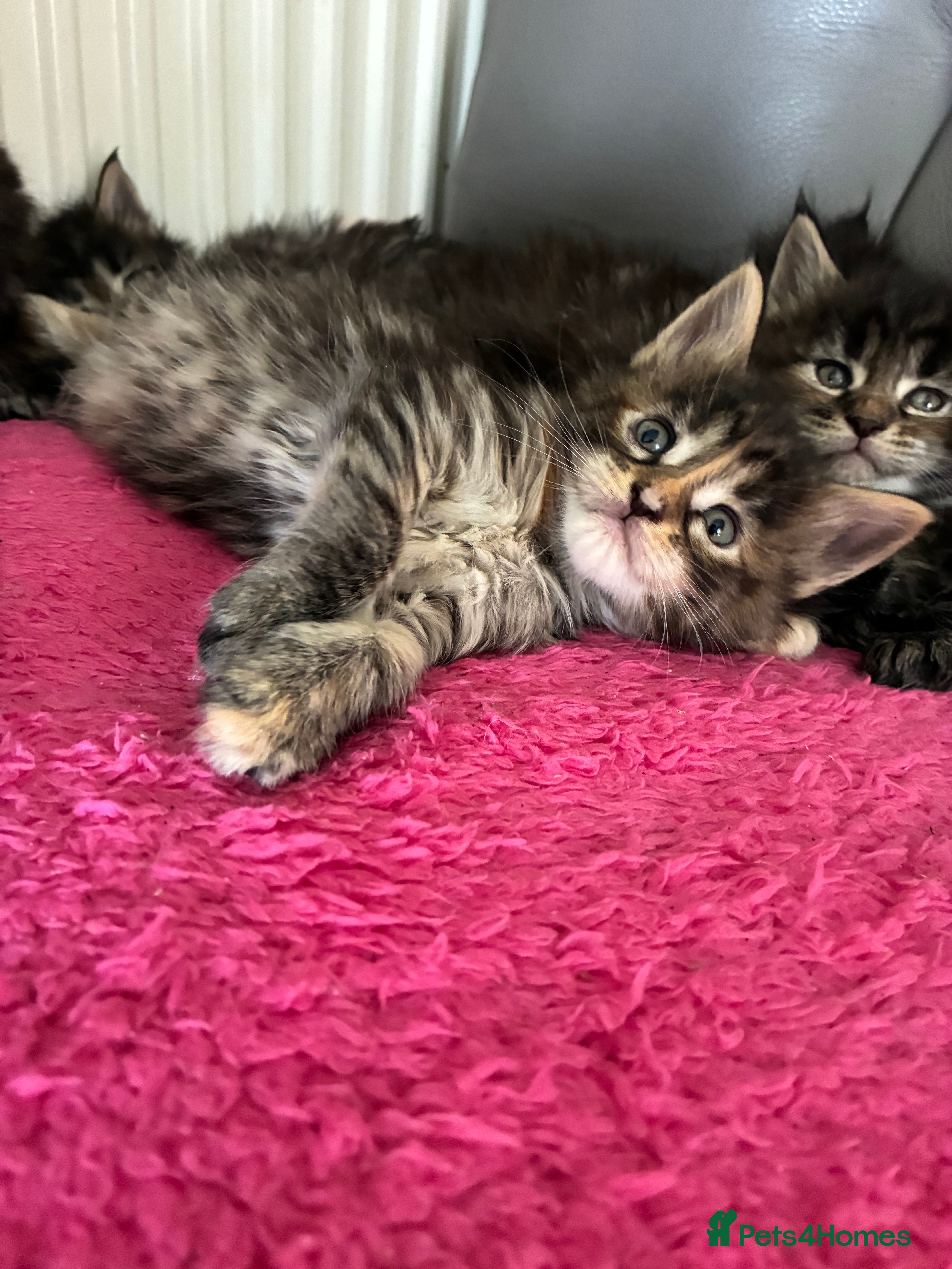 Maine Coon cats Maine coon kittens  - Advert 4