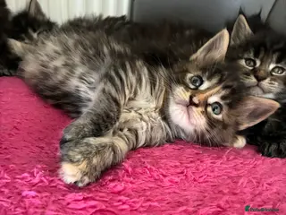 Maine Coon cats Maine coon kittens - Advert 4