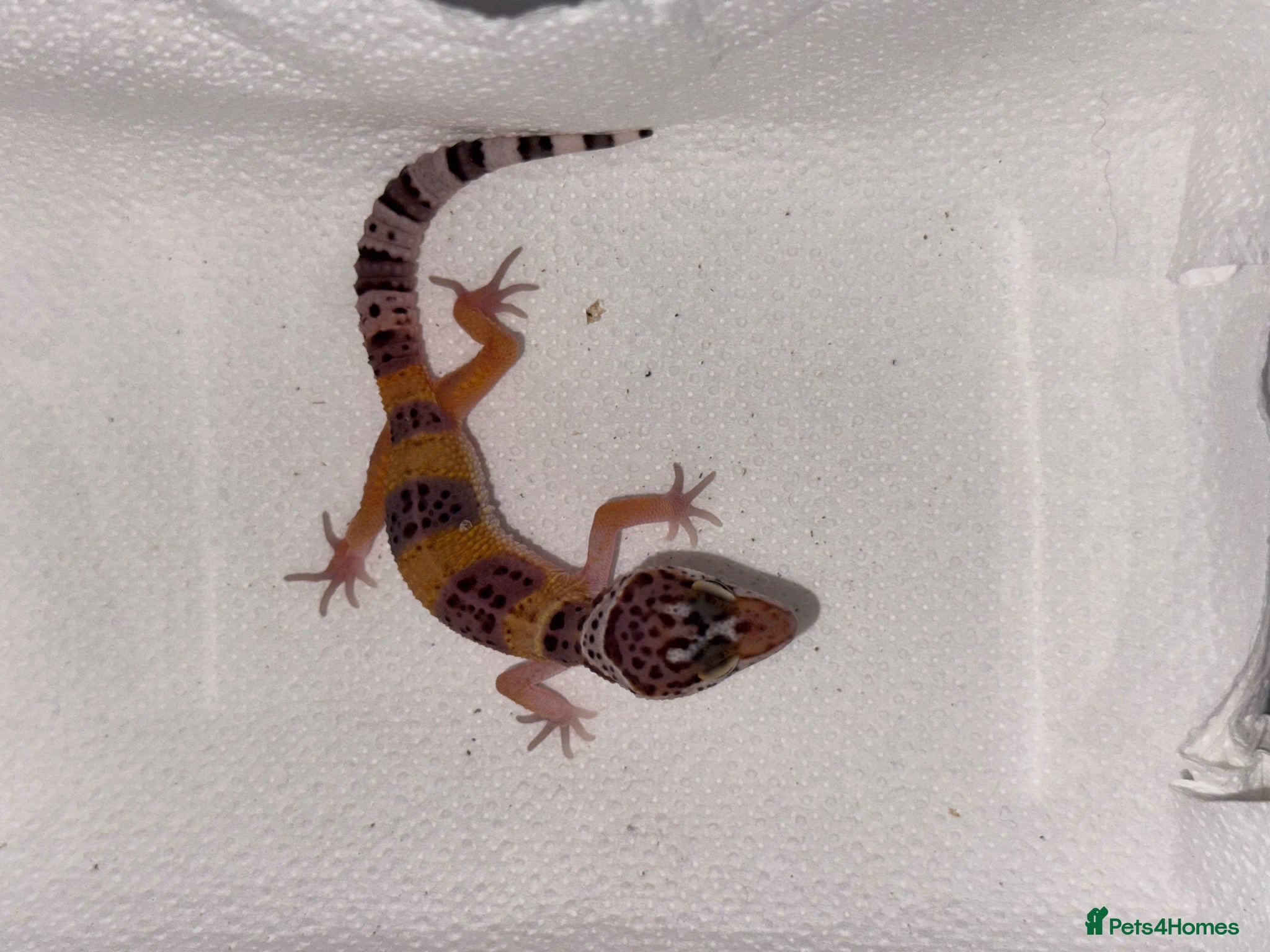 Leopard Gecko reptiles Leopard geckos 🦎  - Advert 1