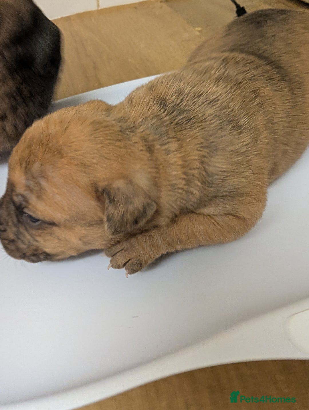 Mixed Breed dogs for sale:  cane corso cross Shar pei  - Image 8
