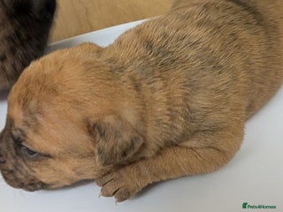 Mixed Breed dogs Shar pei cross - Advert 17