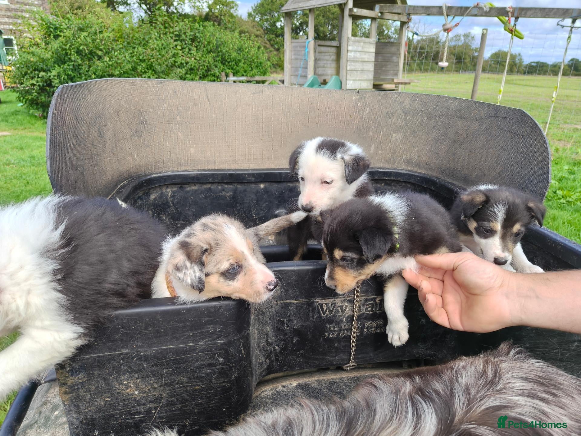 Border Collie dogs Border collie puppies - Advert 6